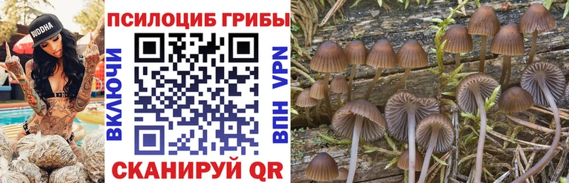 Галлюциногенные грибы Psilocybe  Купить закладки  Тюмень 